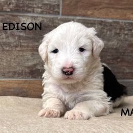 Edison - Gray and white Old English Sheepdog puppy in Blackfoot, Idaho from What the Fluff Old English Sheepdog