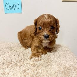 Cappuccino - Red male Cavapoo puppy in River Falls, Wisconsin from Dottie's Doodles