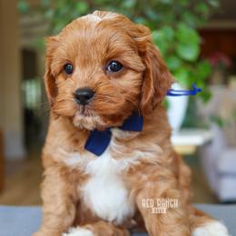 Samba - Red male Cavapoo puppy in Salado, Texas from Red Ranch Dogs