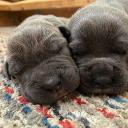 Cane Corso Puppies from Altiere Cane Corso