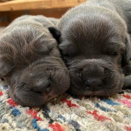 Cane Corso Puppies from Altiere Cane Corso