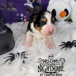 Zero - Black tri-color male Australian Shepherd puppy in Fredericksburg, Virginia from Cooper Ridge Aussies