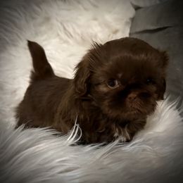 Honey - Liver female Shih Tzu puppy in Tallahassee, Florida from Bows and Bow Ties