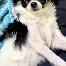 Chloe - Black and tan female Chihuahua puppy in Morrisville, North Carolina from Mozzafiato Chihuahuas