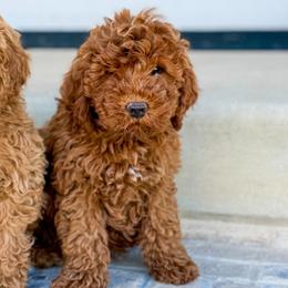 Love Bug 3250 Free Delivery - Red  male Goldendoodle puppy in Mayfield, Utah from Ruff Country Doodles