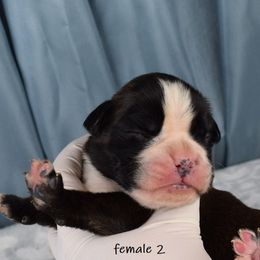 Boxer Puppies from Cadogans Boxers