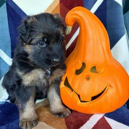 Spice - Black and red female German Shepherd puppy in Washington from Silver Knight Shepherds