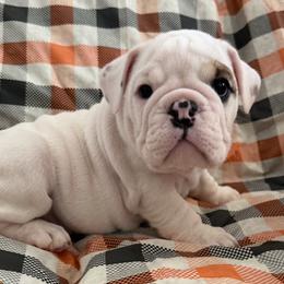 Dax boy - Red brindle and white male Bulldog puppy in Granada Hills, California from Bliss Bulldogs