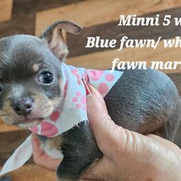 Minni - Blue and tan female Chihuahua puppy in Marianna, Florida from Garden Tub Chihuahuas