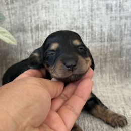 Veronica - Black and cream female Dachshund puppy in Temecula, California from Naomi Magee's Dachshund Kennel