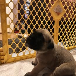 Gray collar - Fawn male Mastiff puppy in Lincolnton, North Carolina from Little Mountain Mastiffs