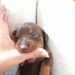 Dachshund Puppies from White River Valley Kennel