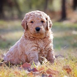 Goldendoodle Puppies from Null Doodles