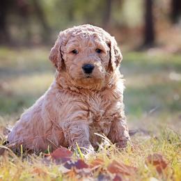 Goldendoodle Puppies from Null Doodles