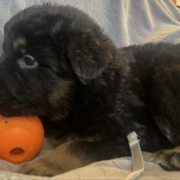 Gray collar Roscoe - Black and red male German Shepherd puppy in Winterport, Maine from Vom Stevens Old Fashioned German Shepherds