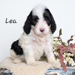 Lea - Black and white female Springerdoodle puppy in Fargo, North Dakota from Dakota SpringerDoodles