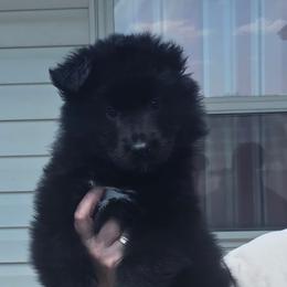 Purple Collar - Black female German Shepherd puppy in Orrick, Missouri from Schultz's Premium German Shepherds