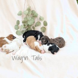 Bernedoodle and Cavapoo Puppies from Wag'in Tails