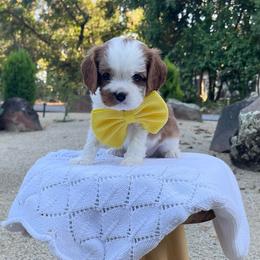 Yoshi - Blenheim male Cavalier King Charles Spaniel puppy in Shingle Springs, California from California Spaniels