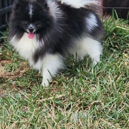 Pomeranian puppies from 🤎 Gigi’s Yorkie For Life 🐶