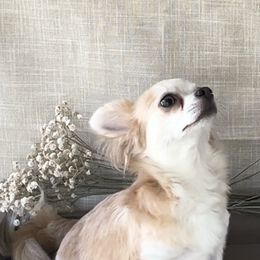 Chihuahuas from N&T's Chihuahuas