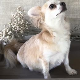 Chihuahuas from N&T's Chihuahuas