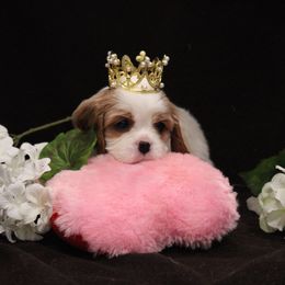 Girl 1 - female Cavalier King Charles Spaniel puppy in Mt. Ulla, North Carolina from Divine Cavaliers