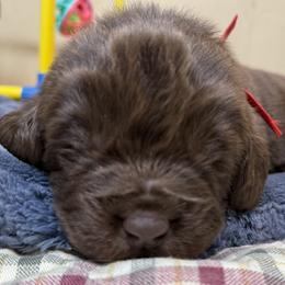 Red Male - Brown male Newfoundland puppy in Pottstown, Pennsylvania from Latin of Course Newfoundlands