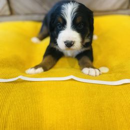 Boy 4 - Black rust and white Bernese Mountain Dog puppy in Bozeman, Montana from My Next Best Friend