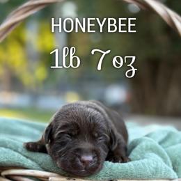 Honeybee - Chocolate female Dilute Retriever puppy in Puyallup, Washington from 12 Door Farm Labradors