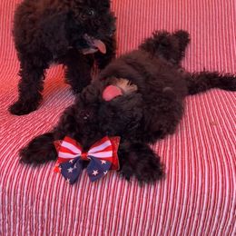 Goldendoodle Puppies from Our Darling Doodles