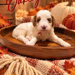 Oakley - Parti male Goldendoodle puppy in Oklahoma from Faithful Hill Doodles