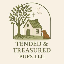Dachshunds from Tended & Treasured Pups, LLC