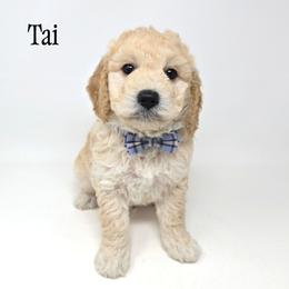 Tai - Cream male Goldendoodle puppy in Crawfordsville, Indiana from Winding Creek Ranch Doodles