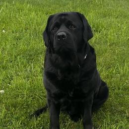Viggo - Labrador Retriever