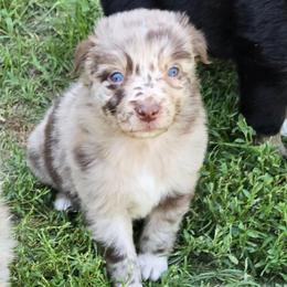Anna - Red merle female Australian Shepherd puppy in Harrah, Oklahoma from Whippoorwill Aussies of Oklahoma