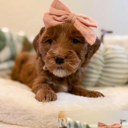 Dolly-Lavender collar - Red  female Goldendoodle puppy in Newcastle, Oklahoma from Ritzy Creek Doodles