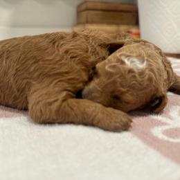 Purple - Red  female Goldendoodle puppy in Shingle Springs, California from Creamy Retrievers