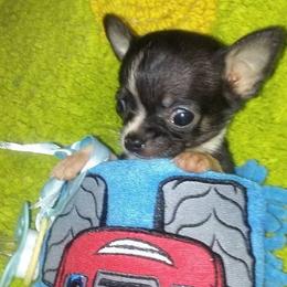 Chihuahua Puppies from Chilove Chihuahuas