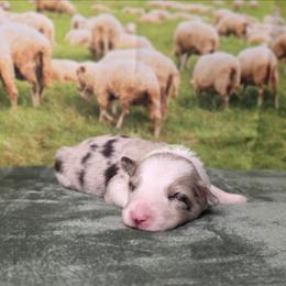 Zora - White and red merle female Border Collie puppy in Avilla, Indiana from Borderline Kennels