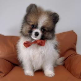 Boy 2 - male Pomeranian puppy in California from Petite Poms Of CA