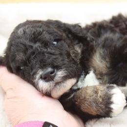Glitter - Tri-color female Bernedoodle puppy in Scottsville, Kentucky from Barren River Bernedoodles and Poodles