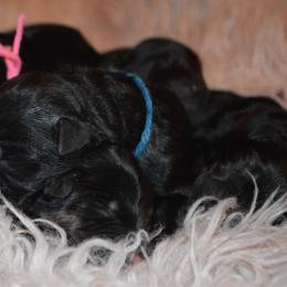 Blue collar male - Black male German Shepherd puppy in Marianna, Florida from Haus M Godwin