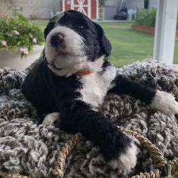 Assorted Doodle Crosses Puppies from Aussie Mountain Doodles