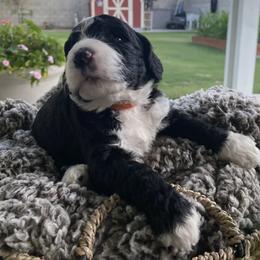 Assorted Doodle Crosses Puppies from Aussie Mountain Doodles