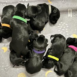 Girl 3 - female Giant Schnauzer puppy in Wildomar, California from My Angel Schnauzers