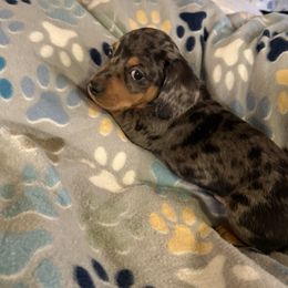 Dachshund Puppies from Rockin Mountain Hounds