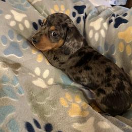 Dachshund Puppies from Rockin Mountain Hounds