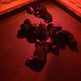 Female - Black and mahogany female Rottweiler puppy in Humble, Texas from Inexorable Haus Early Rotts