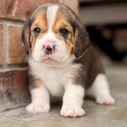 Korrie - Black tan and white female Beagle puppy in Mansfield, Missouri from Rippee Creek Kennel